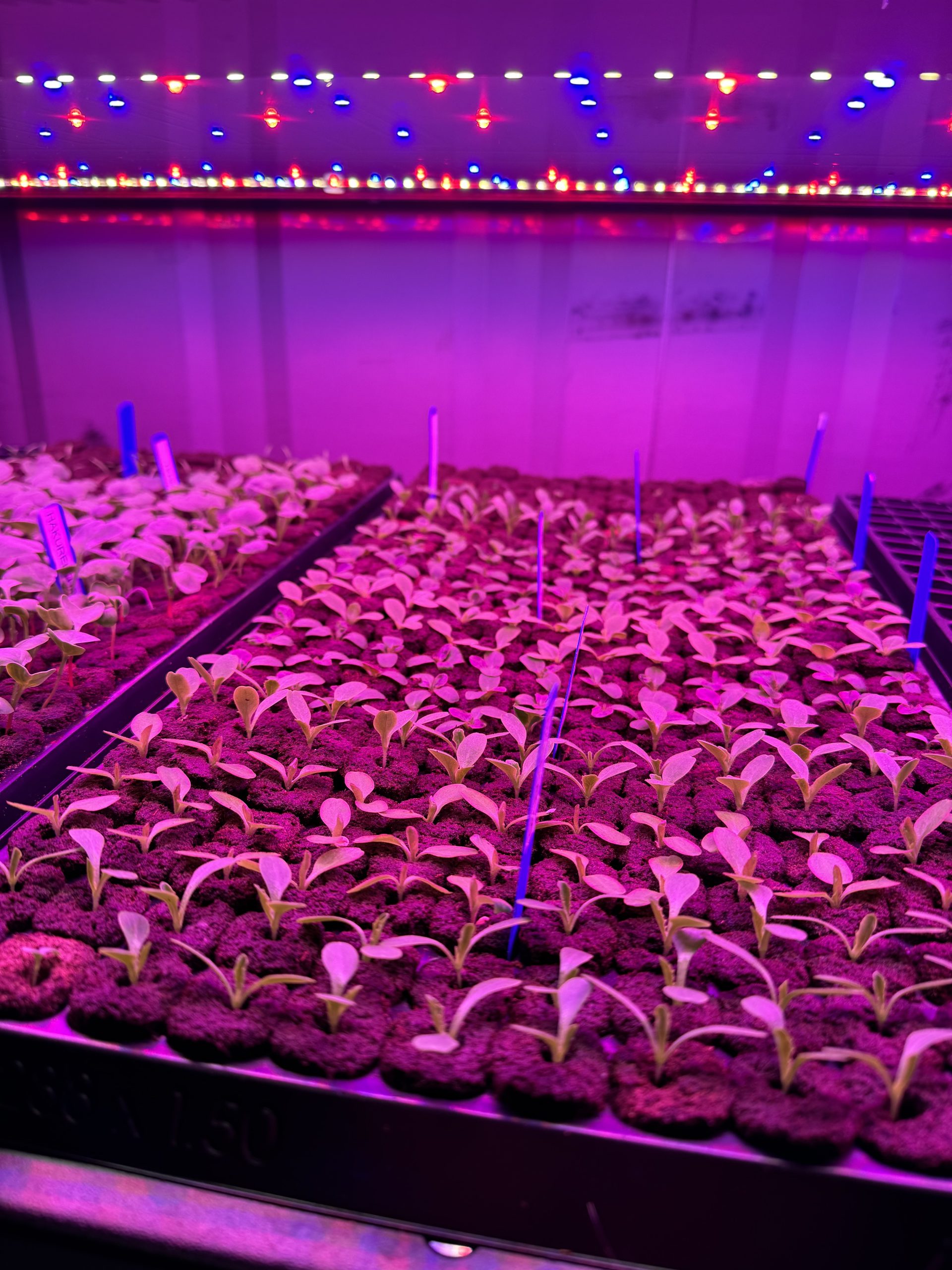 Container – Second Seeding