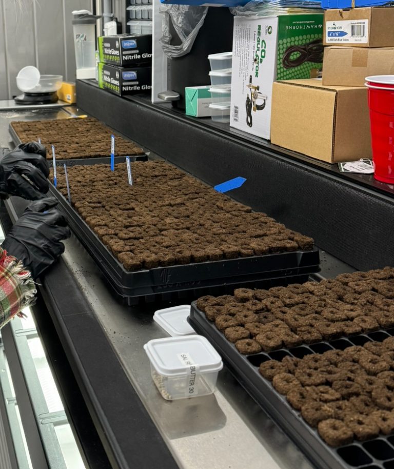 Container – First Seeding